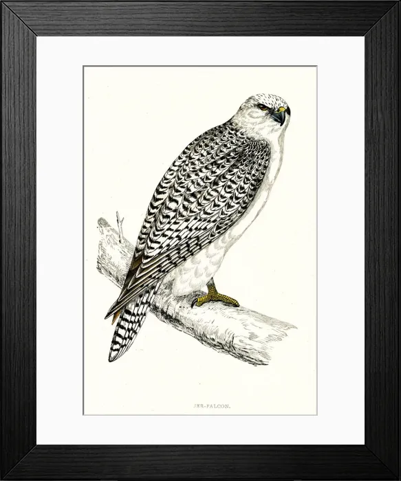 Framed Print : GYRFALCON (sometimes Gerfalcon) (Falco gyrfalco). Date: 1851 Framed Print : GYRFALCON (sometimes Gerfalcon) (Falco gyrfalco). Date: 1851