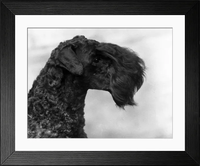 Framed Print : KERRY BLUE TERRIER / 1934 Framed Print : KERRY BLUE TERRIER / 1934