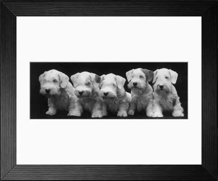 Framed Print : SEALYHAM PUPPIES / 1936 Framed Print : SEALYHAM PUPPIES / 1936