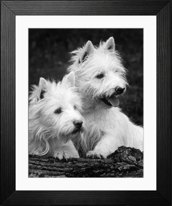 Framed Print : TWO WEST HIGHLAND WHITES Framed Print : TWO WEST HIGHLAND WHITES