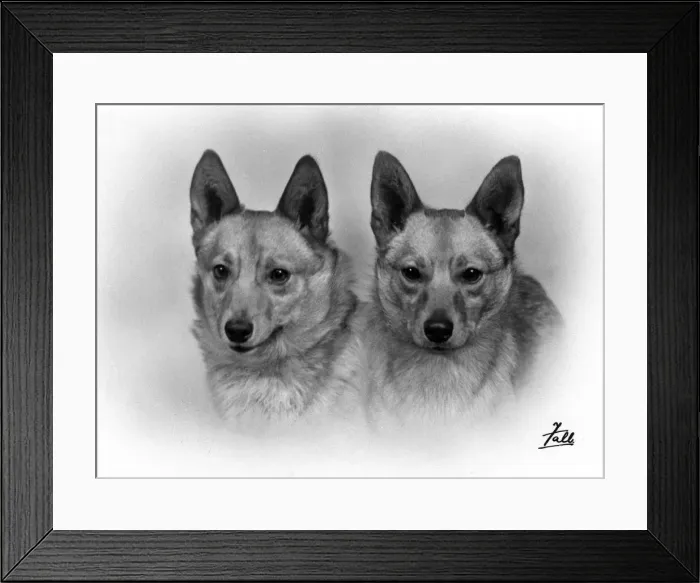 Framed Print : TWO WELSH CORGIS / 1938 Framed Print : TWO WELSH CORGIS / 1938
