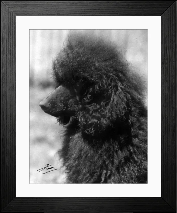 Framed Print : STANDARD POODLE / 1940 Framed Print : STANDARD POODLE / 1940