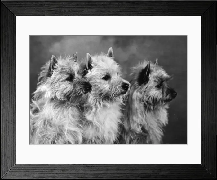 Framed Print : THREE CAIRNS TERRIERS Framed Print : THREE CAIRNS TERRIERS