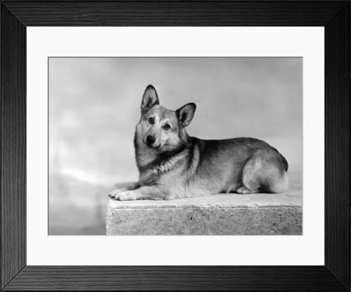 Framed Print : WELSH CORGI / LYING / 1949 Framed Print : WELSH CORGI / LYING / 1949