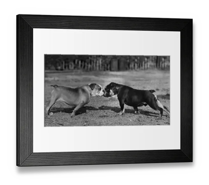 Framed Print : TWO BULL DOGS / 1944 Framed Print : TWO BULL DOGS / 1944