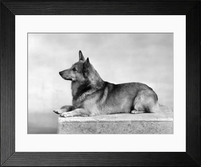 Framed Print : WELSH CORGI / 1949 Framed Print : WELSH CORGI / 1949