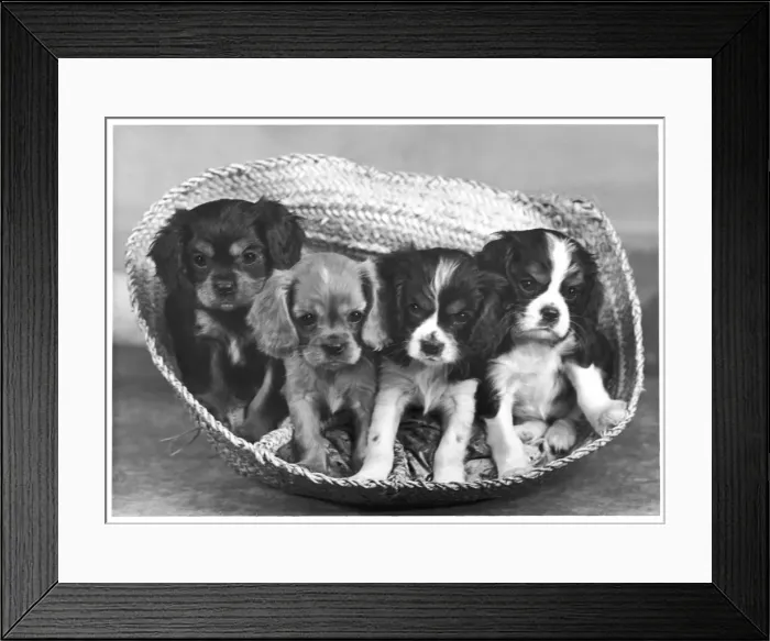 Framed Print : CAVALIER KING CHARLES Framed Print : CAVALIER KING CHARLES