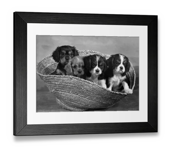 Framed Print : CAVALIER KING CHARLES(4) Framed Print : CAVALIER KING CHARLES(4)