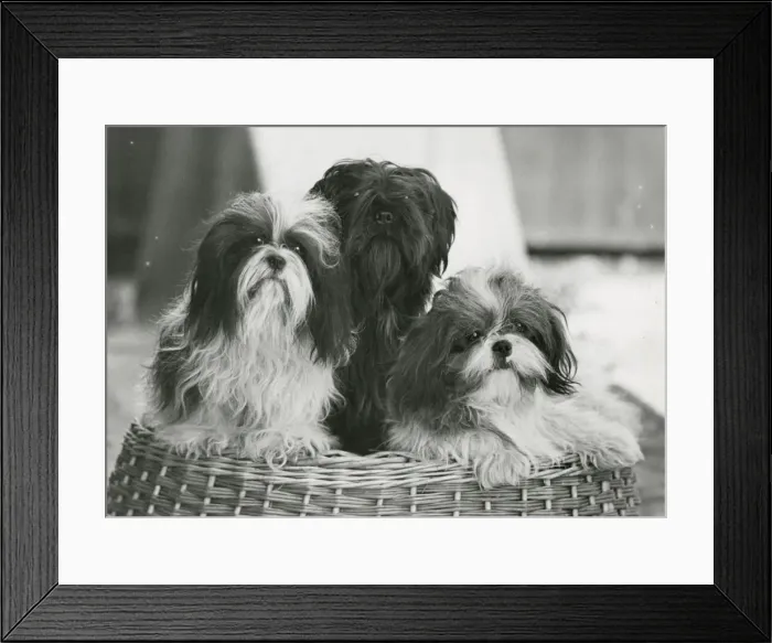 Framed Print : THREE SHIH TZU / 1949 Framed Print : THREE SHIH TZU / 1949