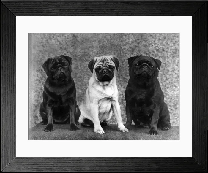 Framed Print : THREE PUGS / 1963 Framed Print : THREE PUGS / 1963