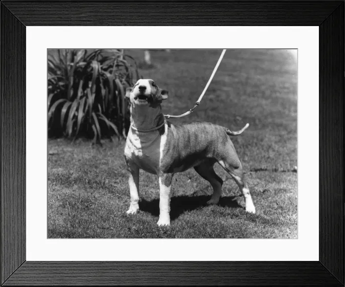 Framed Print : BULL TERRIER / 1964 Framed Print : BULL TERRIER / 1964