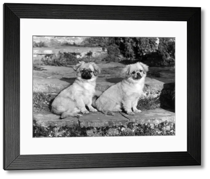Framed Print : TWO TIBETAN SPANIELS Framed Print : TWO TIBETAN SPANIELS