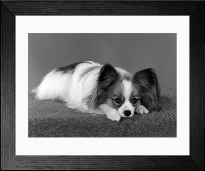 Framed Print : PAPILLON / 1985 Framed Print : PAPILLON / 1985