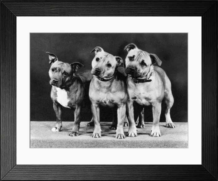 Framed Print : THREE BULL TERRIERS / 1979 Framed Print : THREE BULL TERRIERS / 1979