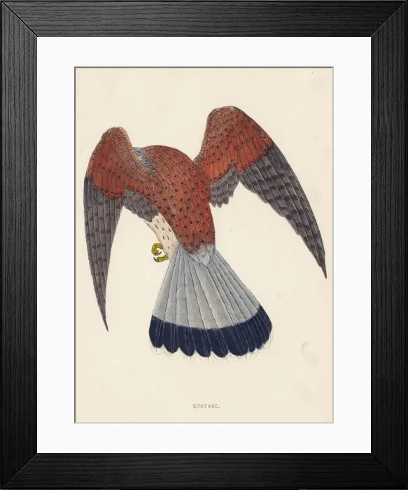 Framed Print : KESTREL (MORRIS)
