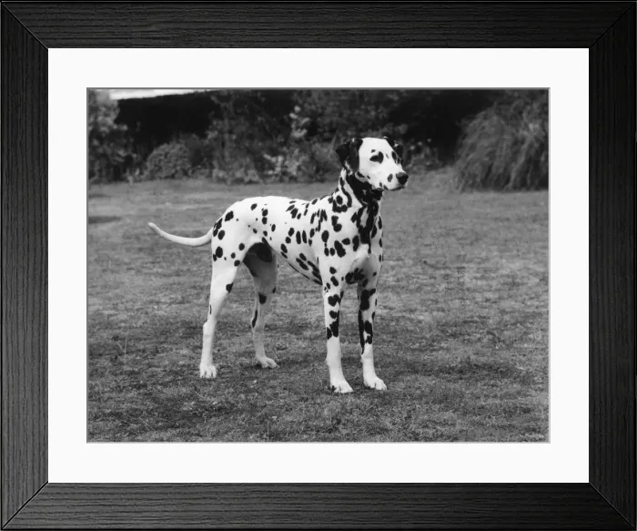 Framed Print : DALMATIAN 1977 Framed Print : DALMATIAN 1977