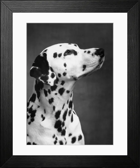 Framed Print : DALMATIAN / HEAD / 1962 Framed Print : DALMATIAN / HEAD / 1962