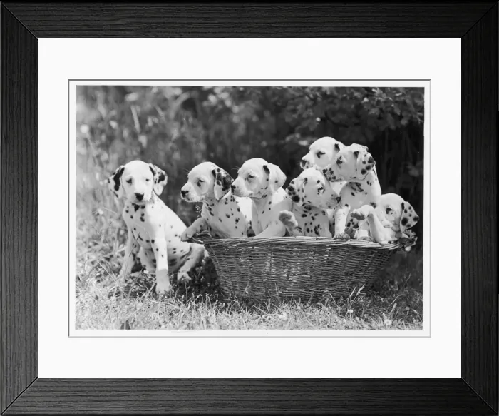Framed Print : 7 DALMATIAN PUPS / 1946 Framed Print : 7 DALMATIAN PUPS / 1946