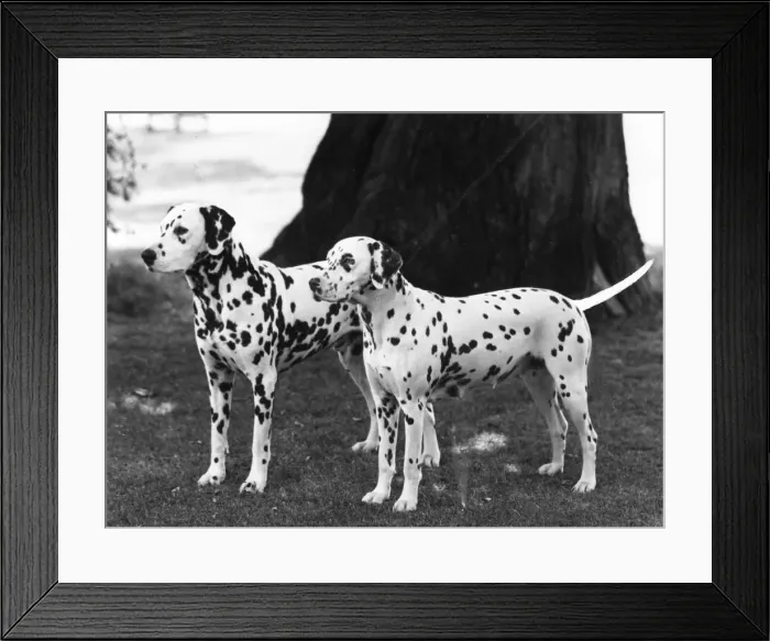 Framed Print : 2 DALMATIANS / 1965 Framed Print : 2 DALMATIANS / 1965