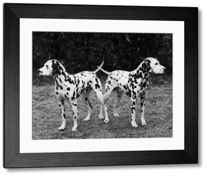 Framed Print : 2 DALMATIANS / 1963 Framed Print : 2 DALMATIANS / 1963