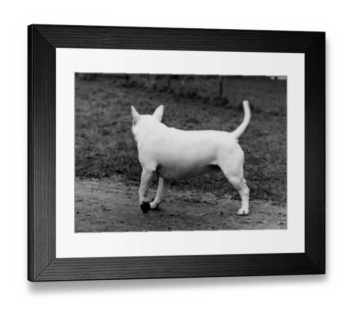 Framed Print : BULL TERRIER / 1971 Framed Print : BULL TERRIER / 1971