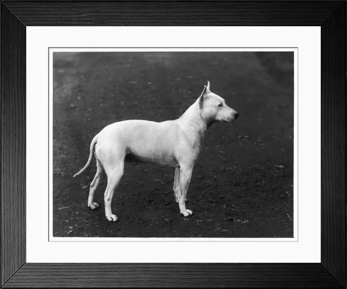 Framed Print : EARLY BULL TERRIER / 1898 Framed Print : EARLY BULL TERRIER / 1898