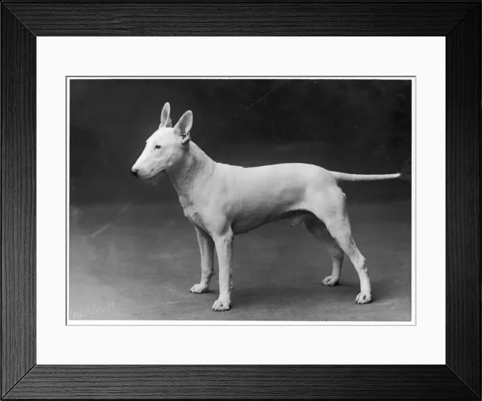 Framed Print : BULL TERRIER / 1925 Framed Print : BULL TERRIER / 1925
