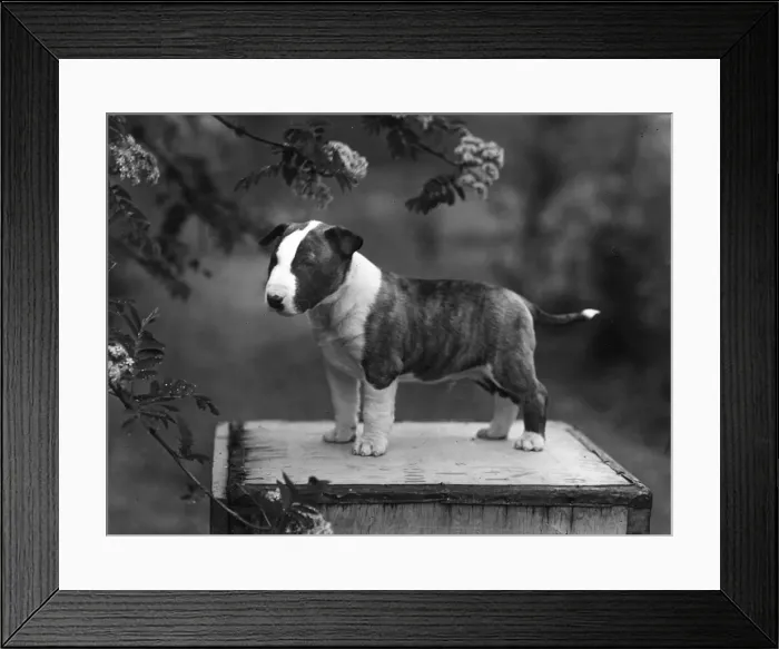 Framed Print : BULL TERRIER PUPPY / 1956 Framed Print : BULL TERRIER PUPPY / 1956