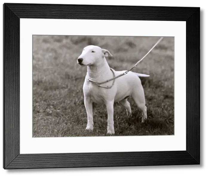 Framed Print : BULL TERRIER / 1949 Framed Print : BULL TERRIER / 1949