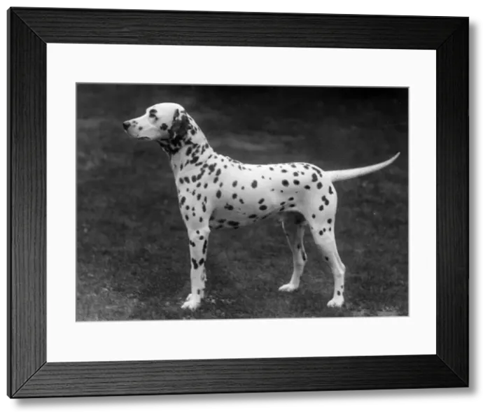 Framed Print : DALMATIAN / 1930 Framed Print : DALMATIAN / 1930
