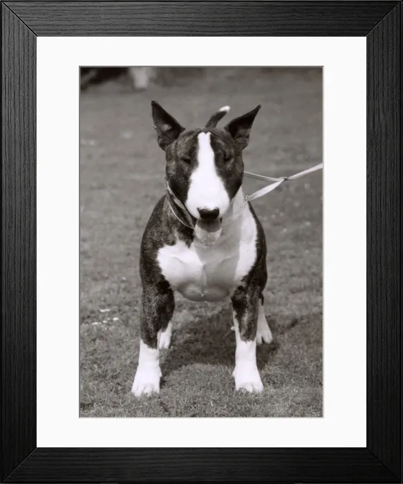 Framed Print : BULL TERRIER / 1978 Framed Print : BULL TERRIER / 1978