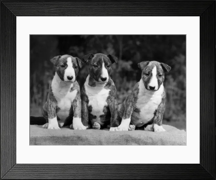 Framed Print : 3 BULL TERRIER PUPS / 1975 Framed Print : 3 BULL TERRIER PUPS / 1975