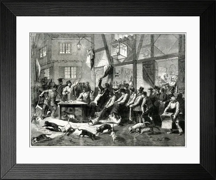 Framed Print : CAT RACING IN LIEGE Framed Print : CAT RACING IN LIEGE