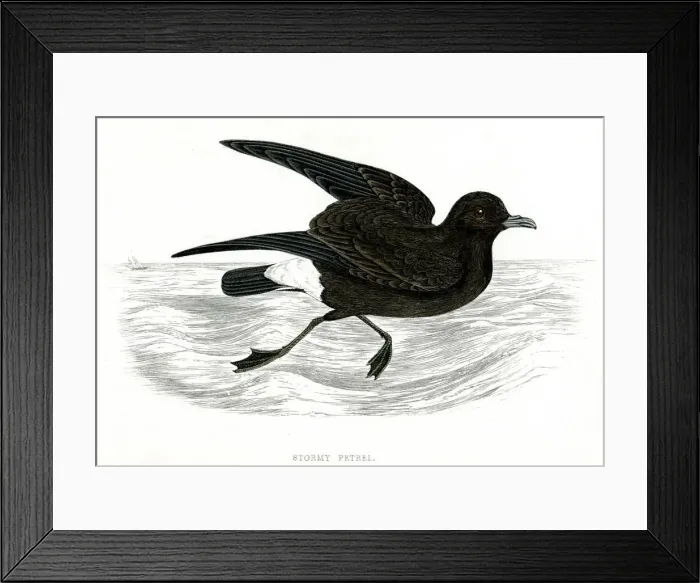 Framed Print : STORMY PETREL Framed Print : STORMY PETREL