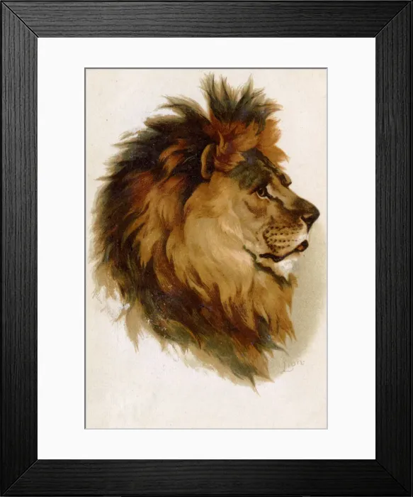 Framed Print : MALE LIONS HEAD Framed Print : MALE LIONS HEAD