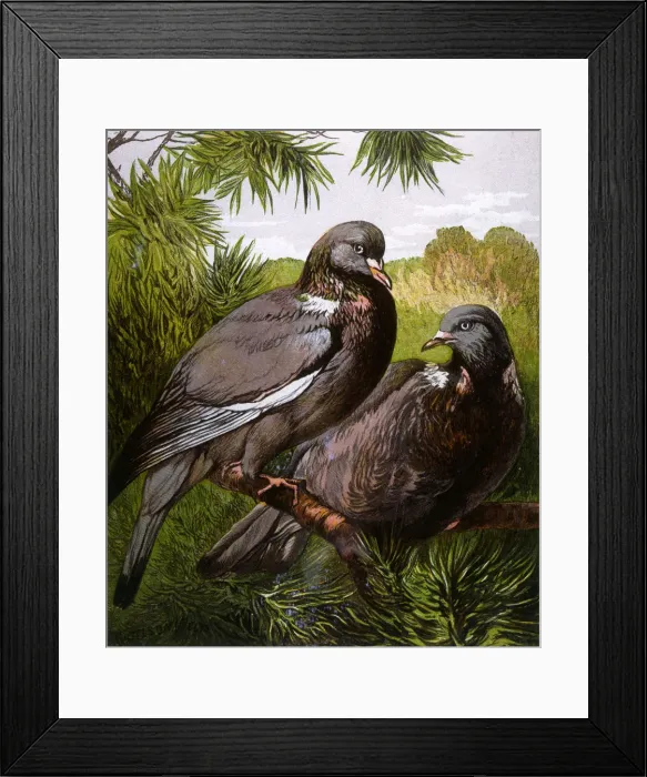 Framed Print : Wood pigeons Framed Print : Wood pigeons