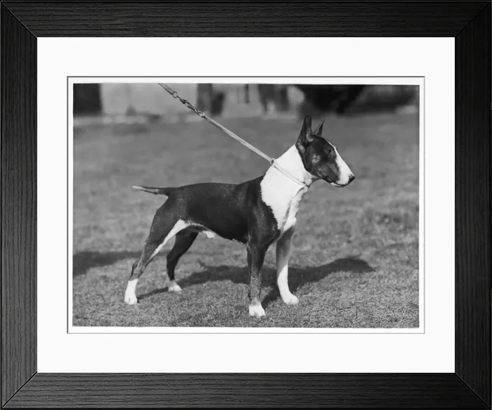Framed Print : BULL TERRIER / LEAD / 1946 Framed Print : BULL TERRIER / LEAD / 1946
