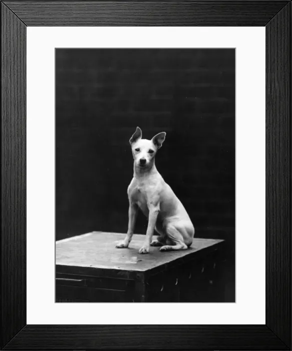 Framed Print : MINIATURE BULL TERRIER Framed Print : MINIATURE BULL TERRIER