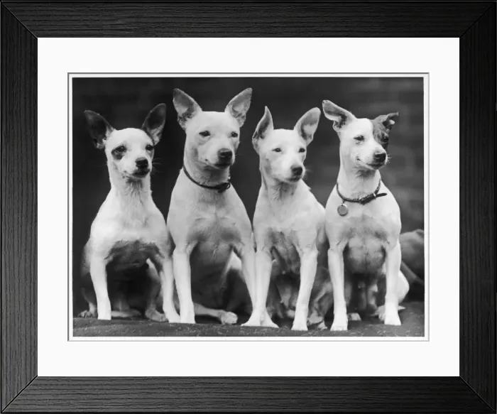 Framed Print : MINIATURE BULL TERRIERS Framed Print : MINIATURE BULL TERRIERS