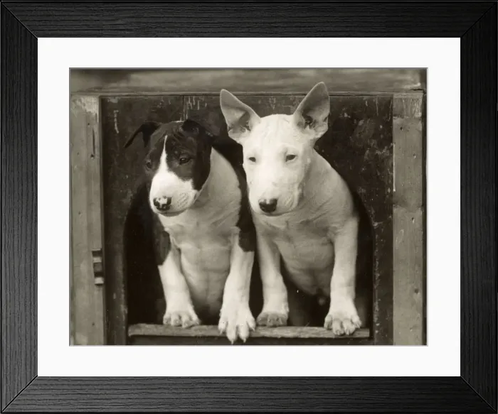 Framed Print : 2 BULL TERRIER PUPS Framed Print : 2 BULL TERRIER PUPS