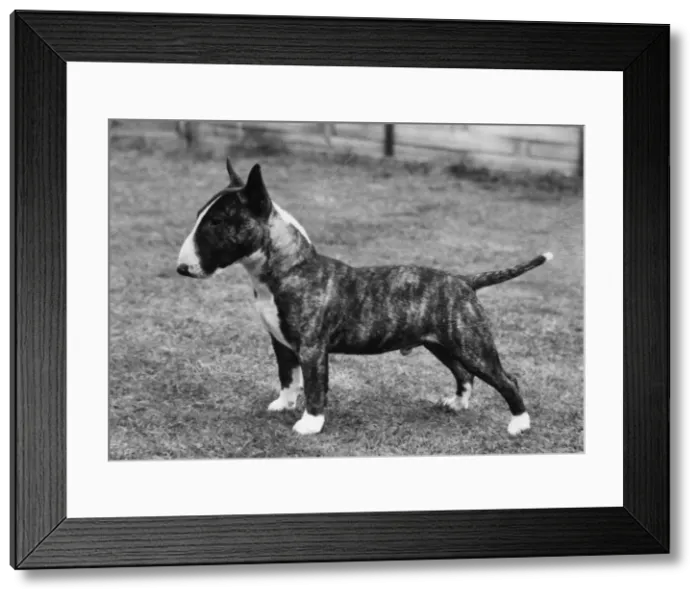 Framed Print : MINIATURE BULL TERRIER Framed Print : MINIATURE BULL TERRIER