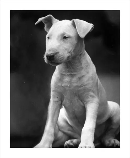 BULL TERRIER PUPPY. This adorable bull terrier puppy sits staring into the distance