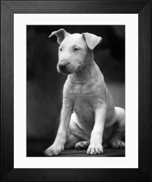 Framed Print : BULL TERRIER PUPPY Framed Print : BULL TERRIER PUPPY