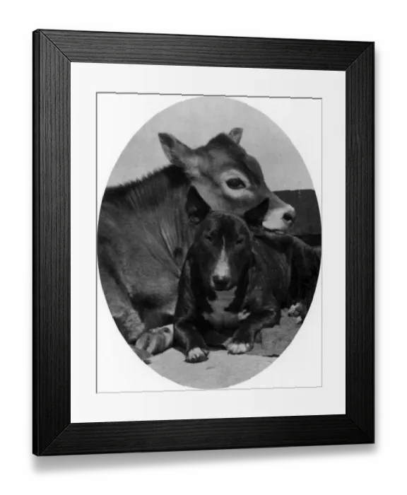 Framed Print : BULL TERRIER AND CALF Framed Print : BULL TERRIER AND CALF