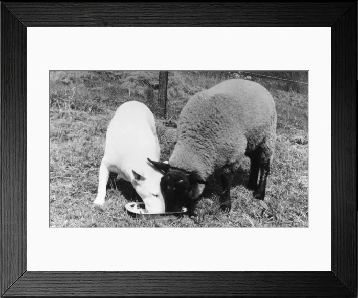 Framed Print : BULL TERRIER AND SHEEP Framed Print : BULL TERRIER AND SHEEP