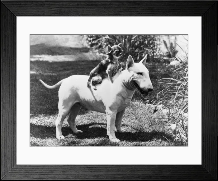 Framed Print : BULL TERRIER / CHIHUAHUA Framed Print : BULL TERRIER / CHIHUAHUA