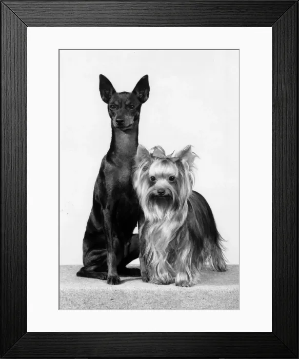 Framed Print : TOY TERRIER AND YORKIE Framed Print : TOY TERRIER AND YORKIE