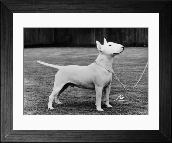 Framed Print : WHITE BULL TERRIER / 1973 Framed Print : WHITE BULL TERRIER / 1973