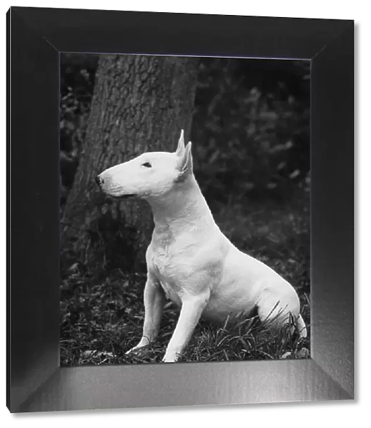 YOUNG BULL TERRIER  /  1957