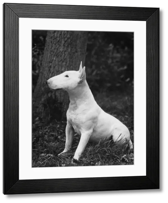 Framed Print : YOUNG BULL TERRIER / 1957 Framed Print : YOUNG BULL TERRIER / 1957